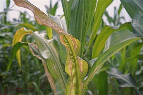 Southern Corn Leaf Blight » Tips on Identification & Control