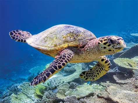 Meet the 7 Species of Sea Turtles – Scout Life magazine