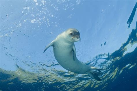 The 18 Most Beautiful Mediterranean Sea Animals