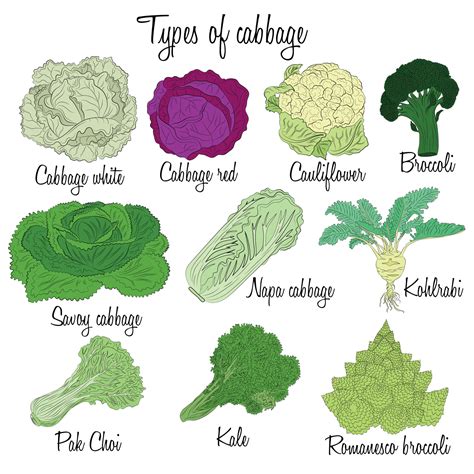 Cabbage varieties. Free style illustration of different types of ...