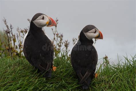 Puffins on the Cliffs of Mykines Island in the Faroe Islands Stock ...