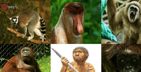 Genetic Diversity of Primates and Implications for Conservation