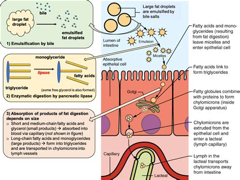 Digestion and Absorption of Lipids – Nutrition: Science and Everyday ...