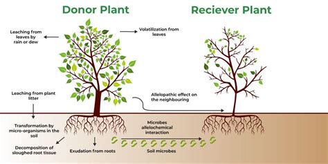 Allelopathy and its Role in Agriculture - GeeksforGeeks