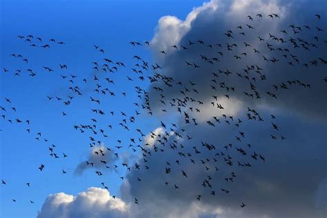 Starling Murmuration Spiritual Meaning: (Answered)