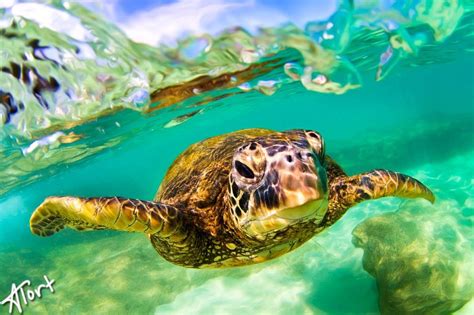 Image result for green sea turtle | Hawaiian sea turtle, Hawaii ...