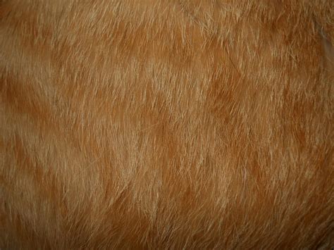 Cat Fur Texture 5 by Orangen-Stock on DeviantArt