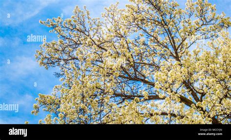 cherry blossom tree with white and pale yellow blossoms in springtime ...