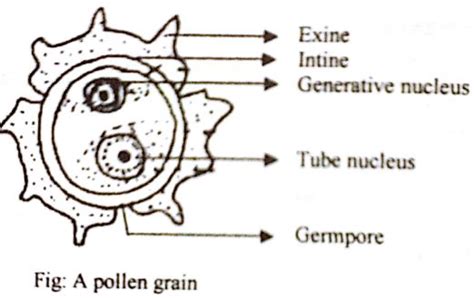 Describe the Formation and Structure of a Pollen Grain - QS Study