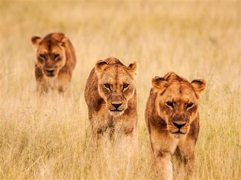 Tres leonas salen a cazar en grupo. Imagen de Nat Geo Wild | Scoopnest