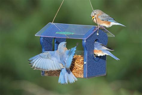 Duncraft.com: Classic Bluebird Feeder | Bird feeders, Bird house kits ...