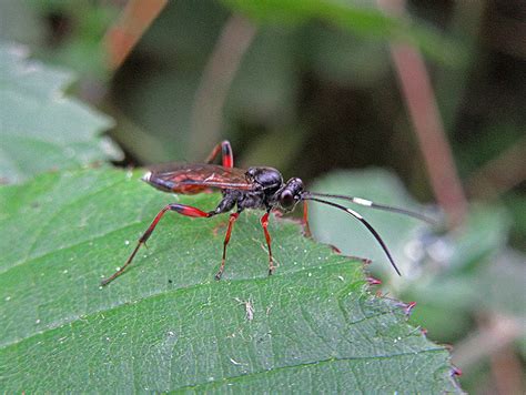 Ichneumon | Gedling Conservation Trust, Nottingham