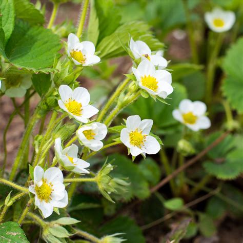 Strawberry Flowers