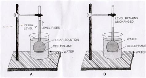 Demonstration of Osmosis process by a simple experiment