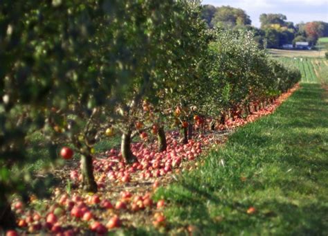 From Kashmir to Karnataka, apple plantation explores new abode | Skymet ...