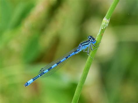 Dragonfly Blue Flying - Free photo on Pixabay - Pixabay