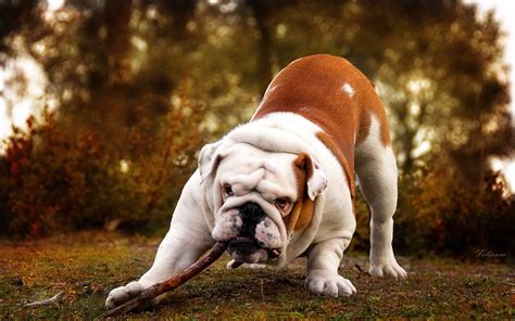 English Bulldog Wallpaper