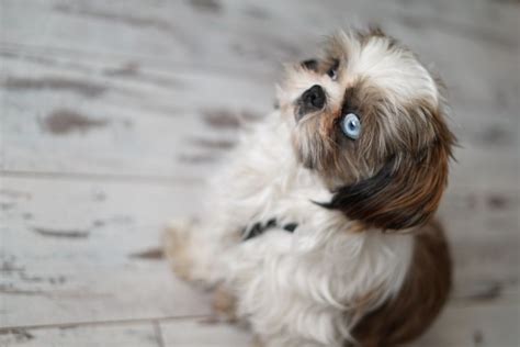 Blue Shih Tzu – Everything About Adorable And Rare Shih Tzu Puppies