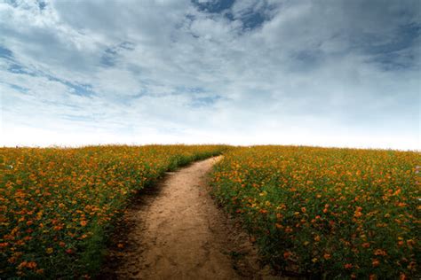 "Flower Road" Images – Browse 667 Stock Photos, Vectors, and Video ...