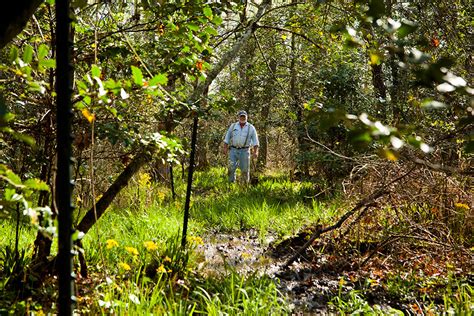 Taking Care of Our Rare and Fragile Mountain Bogs - The Laurel of Asheville