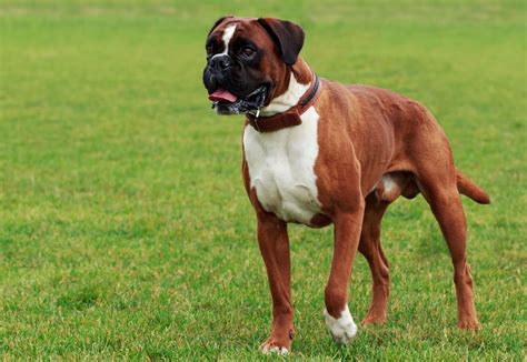 Boxer | Dog, Overview, Description, Temperament, & Facts | Britannica