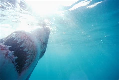 Video shows great white shark attacking kayaker in Monterey Bay | Great ...