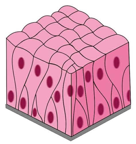 Pseudostratified Columnar Epithelium - Definition & Function