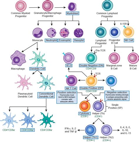 Diagram Immune System Cells Immune Cells System Brittany