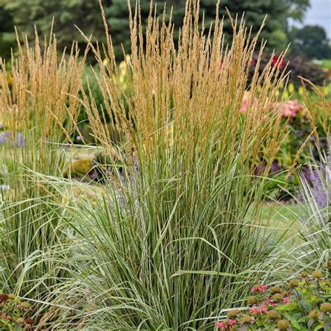 15 Best Ornamental Grasses For Shade | Balcony Garden Web