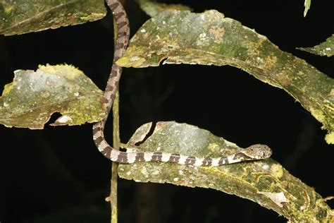 Snail-eating snake | Carnivorous, Constrictor, Nonvenomous | Britannica