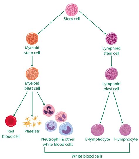 What Happens In The Final Stages Of Aml : Leukemia In Elderly Adults ...