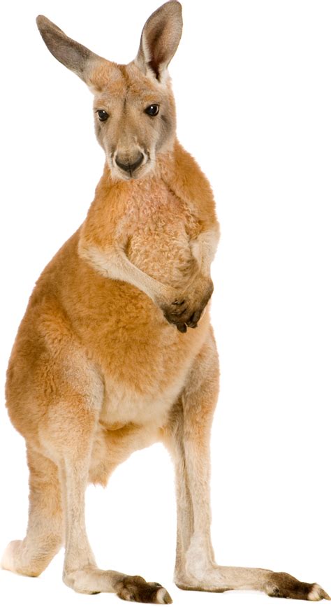 Transparent Png Kangaroo Png Image Purepng Free Transparent Cc0 - Riset