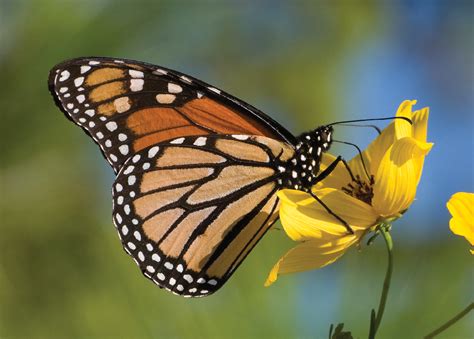 Monarch - Alabama Butterfly Atlas