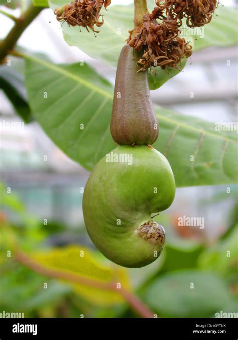 cashew nut (Anacardium occidentale), young fruit Stock Photo - Alamy