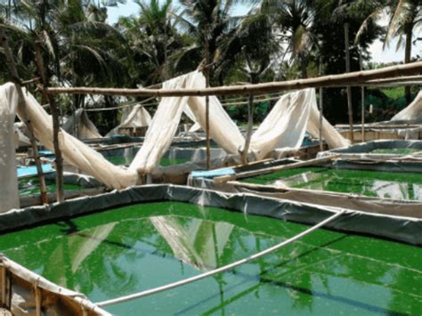 How to Start Spirulina Cultivation Commercially for Beginners in India