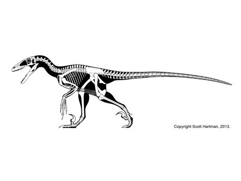 Deinonychus antirrhopus | Dinosaurie, Tyrannosaurus, Drawing