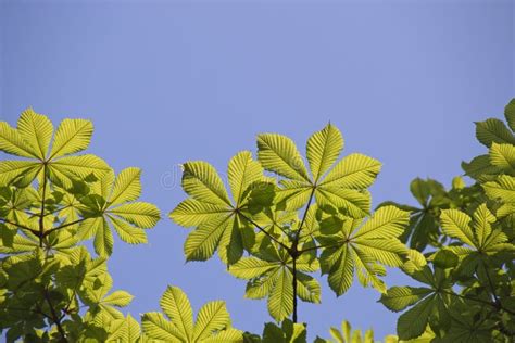 Green leaves of a tree stock image. Image of season - 230190557