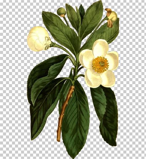 Flower Illustration Loblolly Bay Botany Plants PNG, Clipart, Botanical ...