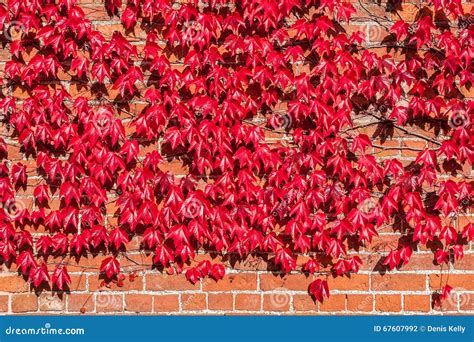 Ivy Growing On A Brick Wall With Vertical Metal Rolling Door Royalty ...