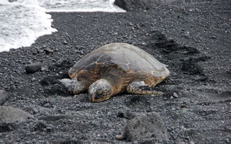 Praia Do Forte Sea Turtle Discovery