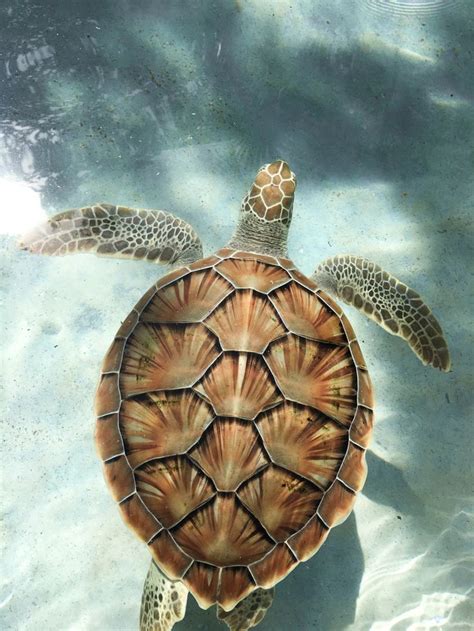 brown turtle swimming in water photo – Free Animal Image on Unsplash ...