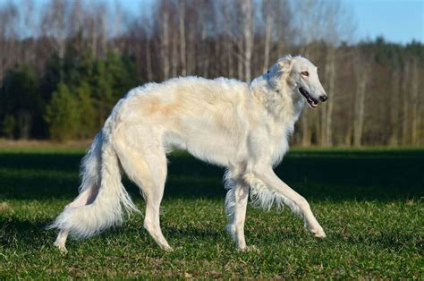 Hund mit langer Schnauze: Alles, was Du wissen musst