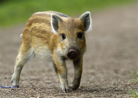 Wild Boar Piglet | Wild Boar Piglet Forest of Dean | Tony Yeomans | Flickr