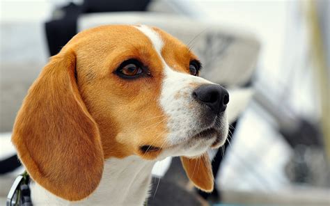 Sfondi Beagle Cani Il muso Animali