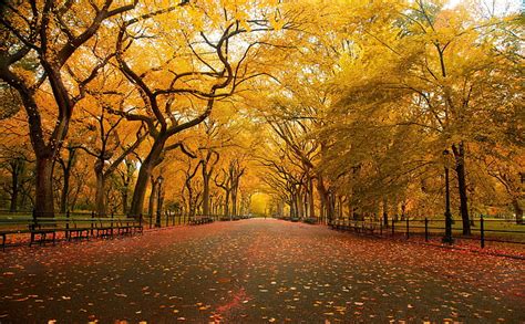 New york autumn 1080P, 2K, 4K, 5K HD wallpapers free download ...