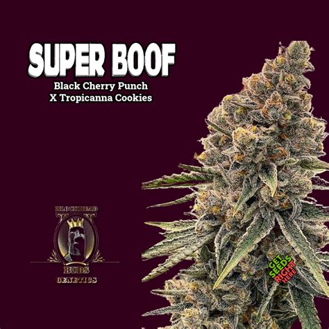 Super Boof (Clone) - Get Seeds Right Here - Order Online!