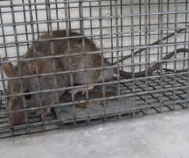 Mice & Rat Removal Services – Hamilton, Oakville, Burlington