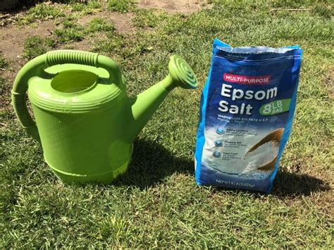 Epsom salt for plants, How to use epsom salt in the Garden and why ...