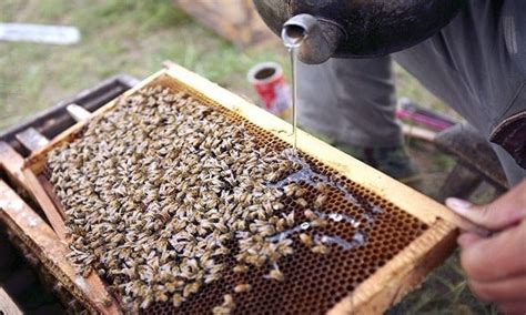 The Ultimate Guide to Feeding Bees Sugar Water (How to Make it & More ...