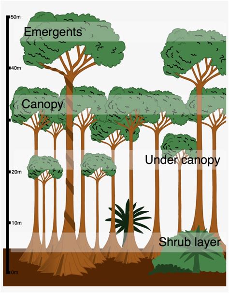 Layers In The Tropical Rainforest - Cross Section Of A Tropical ...